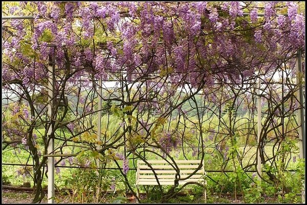 2013.03.30 淡水【紫藤花咖啡園】&amp;【得忌利士洋行】