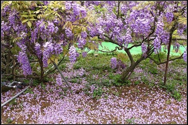 2013.03.30 淡水【紫藤花咖啡園】&amp;【得忌利士洋行】