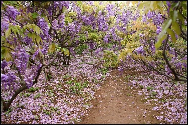 2013.03.30 淡水【紫藤花咖啡園】&amp;【得忌利士洋行】