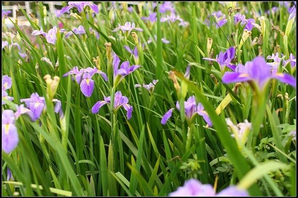 2013.03.30 淡水【紫藤花咖啡園】&amp;【得忌利士洋行】