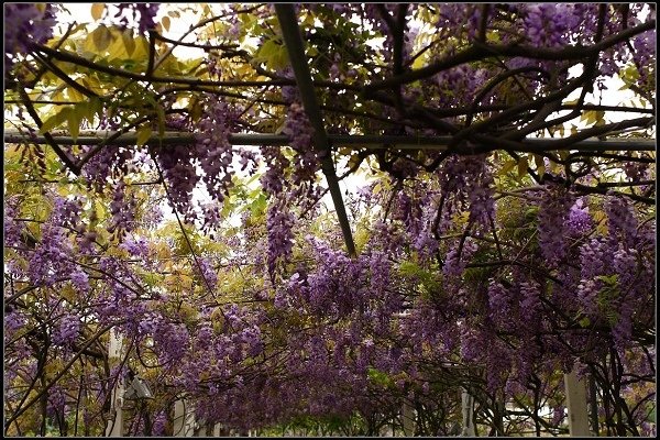 2013.03.30 淡水【紫藤花咖啡園】&amp;【得忌利士洋行】