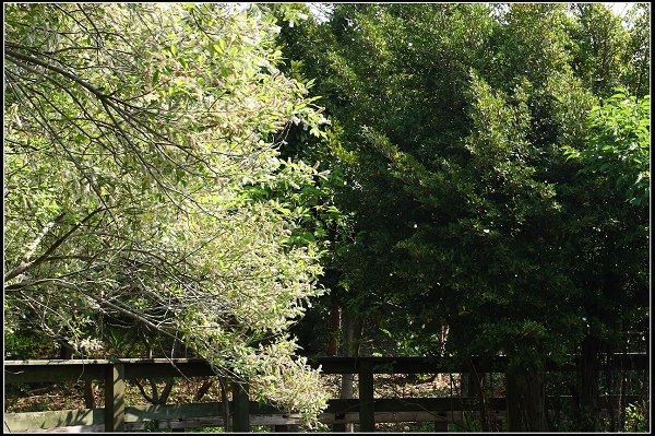 2013.03.16 走訪關渡自然公園
