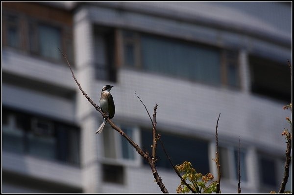 2013.03.16 走訪關渡自然公園