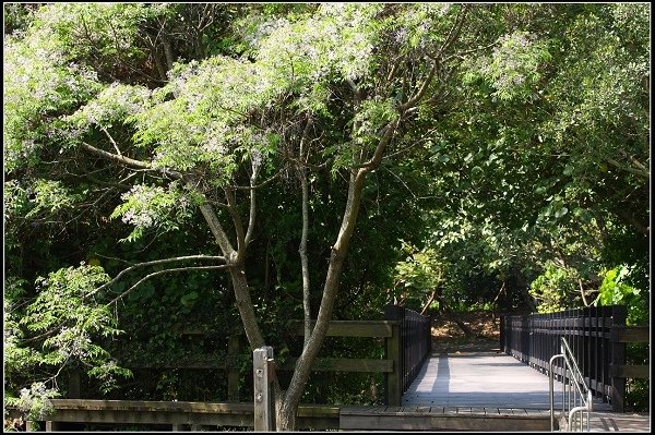 2013.03.16 走訪關渡自然公園