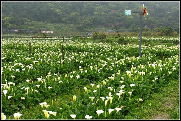 2013.03.03 寒風雨霧中的竹子湖