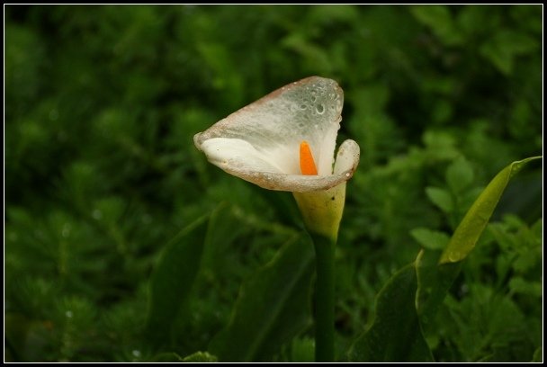 2013.03.03 寒風雨霧中的竹子湖