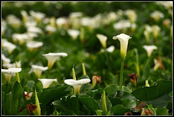 2013.03.03 寒風雨霧中的竹子湖