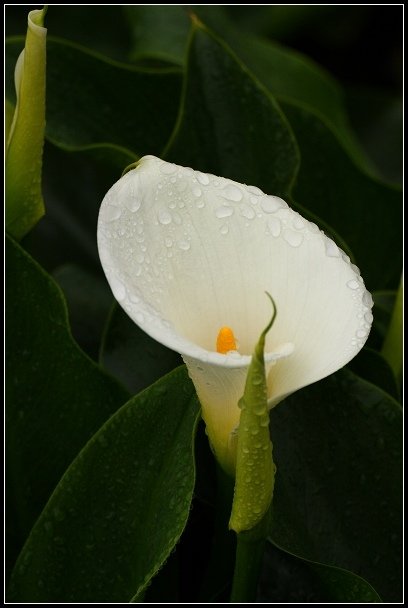 2013.03.03 寒風雨霧中的竹子湖