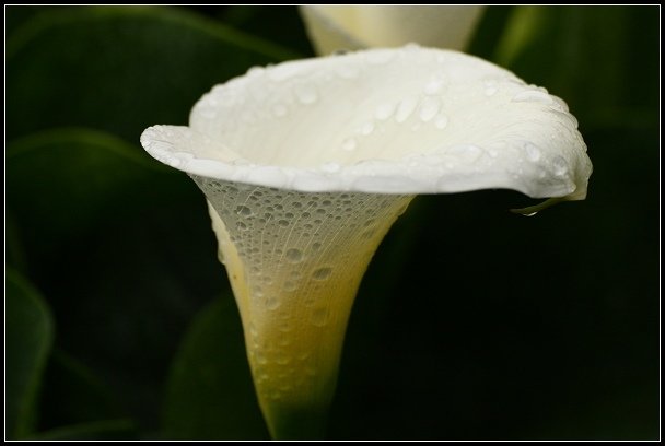 2013.03.03 寒風雨霧中的竹子湖