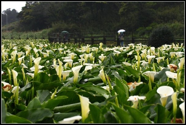 2013.03.03 寒風雨霧中的竹子湖