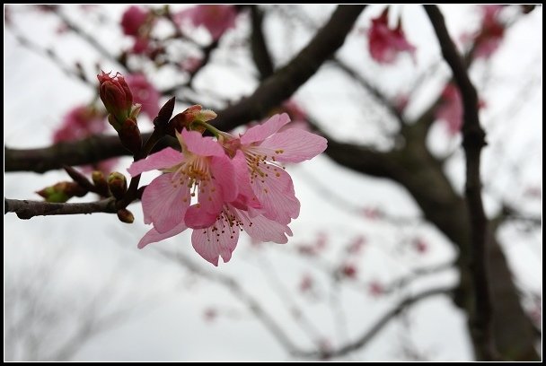 2013.03.03 寒風雨霧中的竹子湖