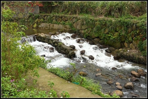 2013.03.03 寒風雨霧中的竹子湖