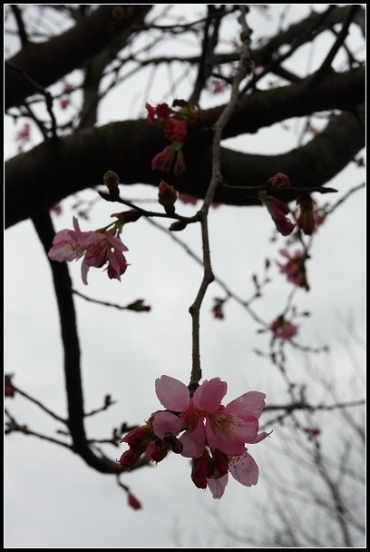 2013.03.03 寒風雨霧中的竹子湖