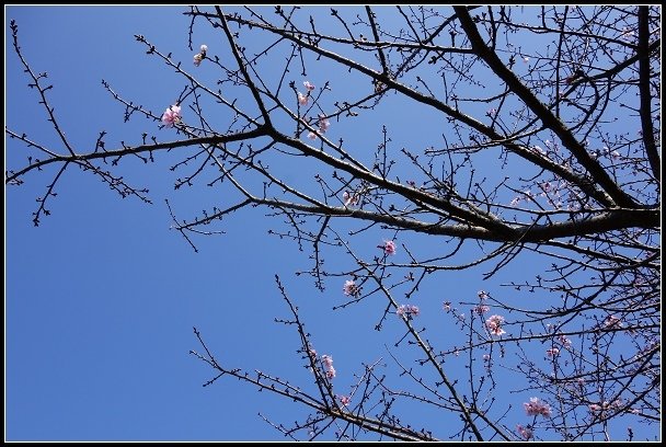 2013.02.28 《關渡&amp;忠義山親山步道》健行