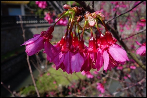 2013.02.28 《關渡&amp;忠義山親山步道》健行