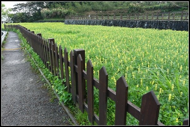 2013.02.24【單車遊記】《木柵‧貓空》尋找魯冰花