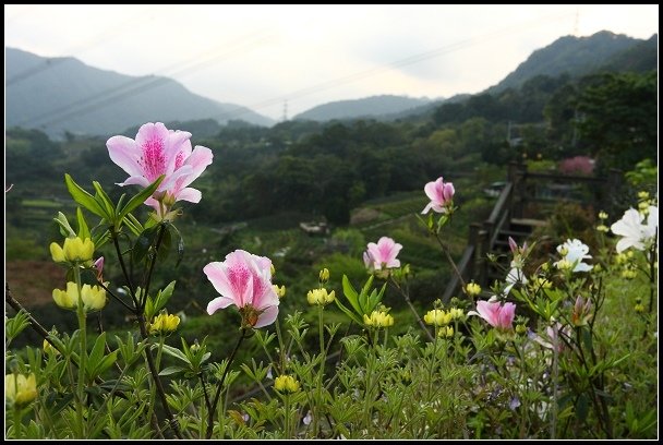 2013.02.24【單車遊記】《木柵‧貓空》尋找魯冰花