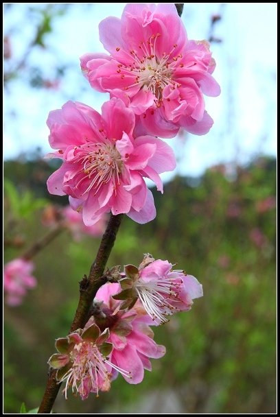 2013.02.24【單車遊記】《木柵‧貓空》尋找魯冰花