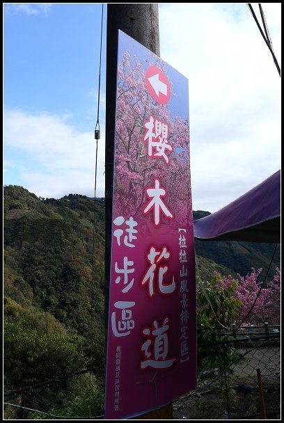 2013.02.16 桃園中巴陵‧櫻木花道