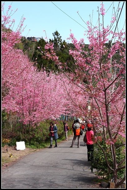 2013.02.16 桃園中巴陵‧櫻木花道