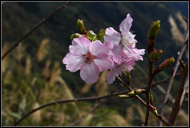 2013.02.16 桃園中巴陵‧櫻木花道