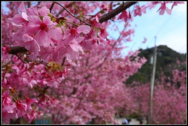 2013.02.16 桃園中巴陵‧櫻木花道