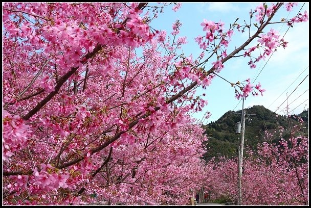 2013.02.16 桃園中巴陵‧櫻木花道