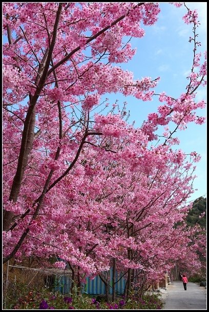 2013.02.16 桃園中巴陵‧櫻木花道