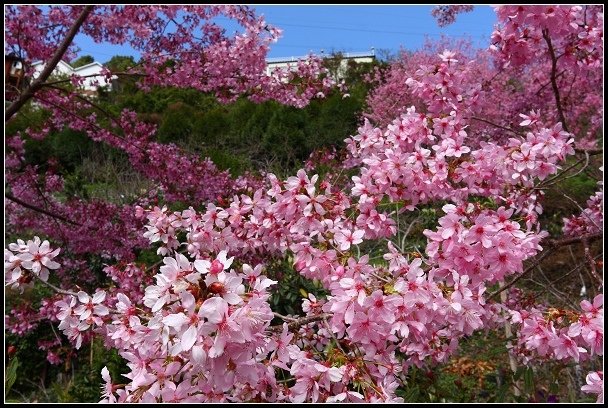 2013.02.16 桃園中巴陵‧櫻木花道