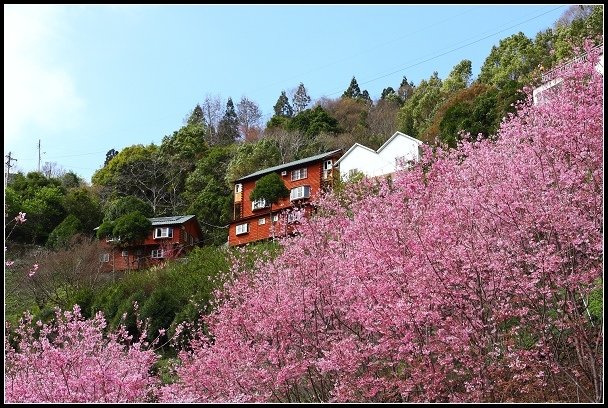 2013.02.16 桃園中巴陵‧櫻木花道