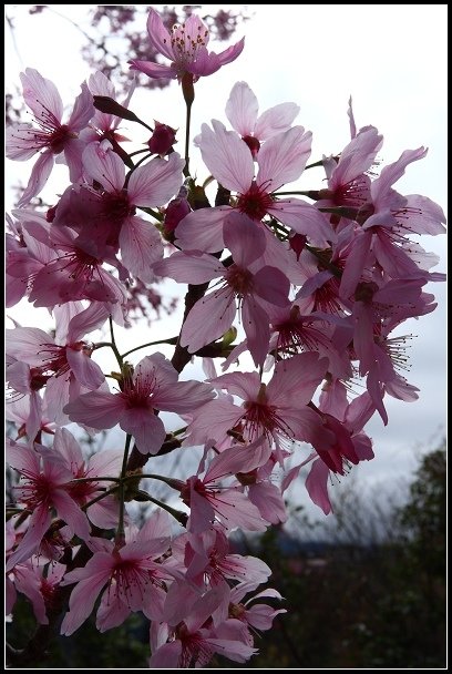 2013.02.16 桃園中巴陵‧櫻木花道