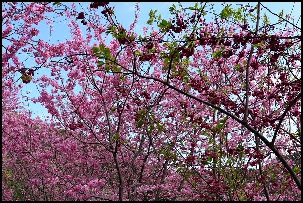 2013.02.16 桃園中巴陵‧櫻木花道