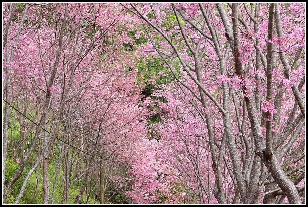 2013.02.16 桃園中巴陵‧櫻木花道