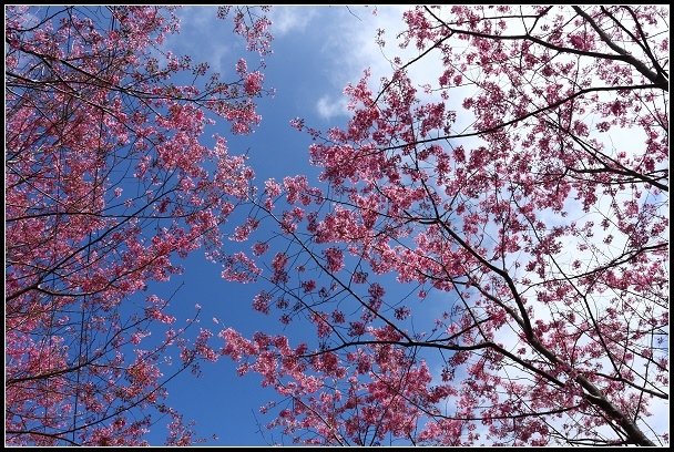 2013.02.16 桃園中巴陵‧櫻木花道
