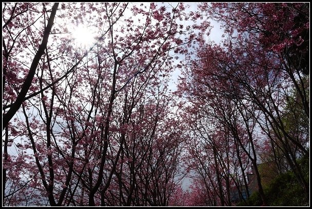 2013.02.16 桃園中巴陵‧櫻木花道