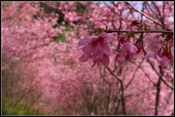 2013.02.16 桃園中巴陵‧櫻木花道