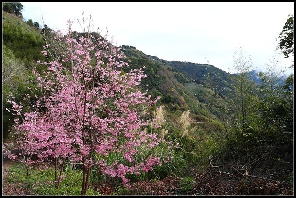 2013.02.16 桃園中巴陵‧櫻木花道