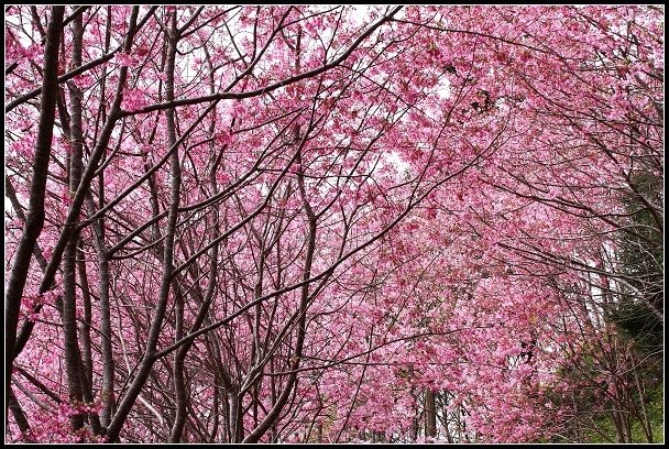 2013.02.16 桃園中巴陵‧櫻木花道