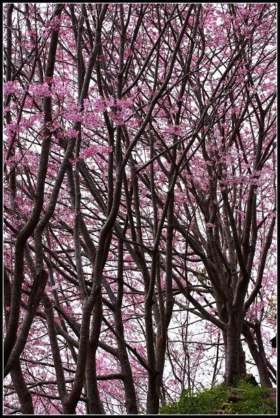 2013.02.16 桃園中巴陵‧櫻木花道