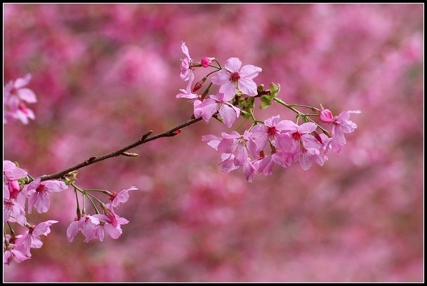 2013.02.16 桃園中巴陵‧櫻木花道