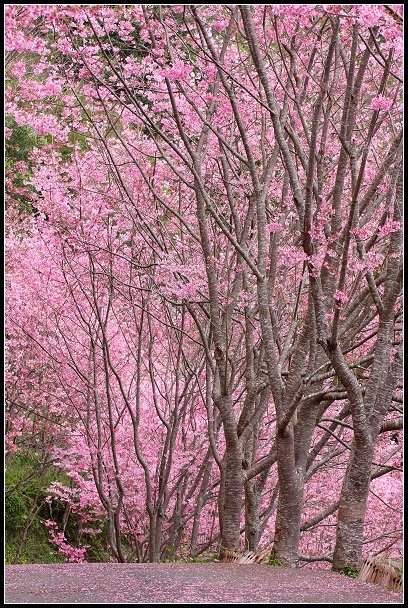 2013.02.16 桃園中巴陵‧櫻木花道