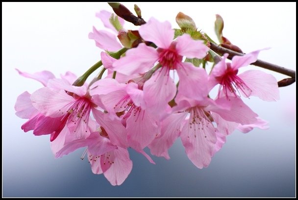 2013.02.16 桃園中巴陵‧櫻木花道