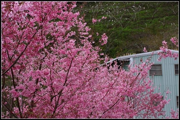 2013.02.16 桃園中巴陵‧櫻木花道