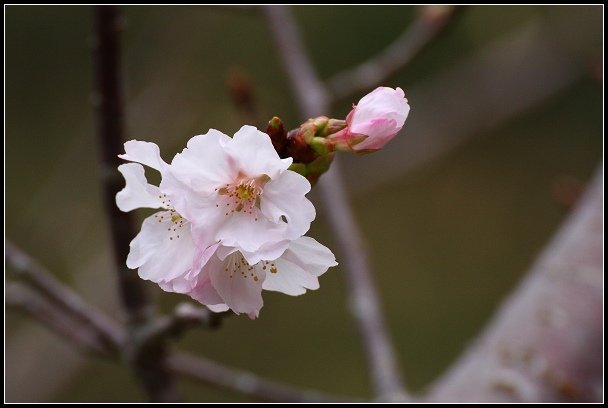 2013.02.16 桃園中巴陵‧櫻木花道