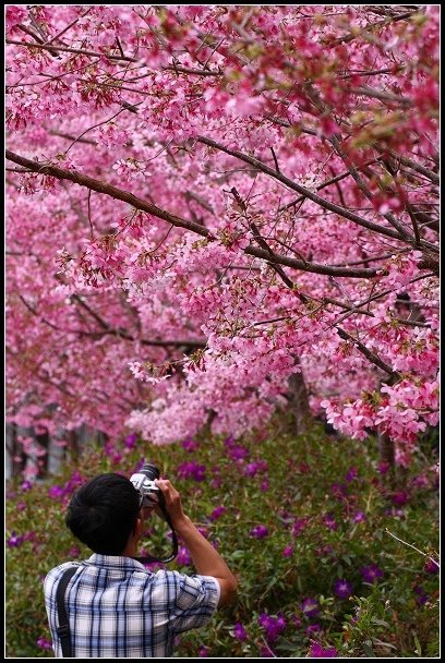 2013.02.16 桃園中巴陵‧櫻木花道