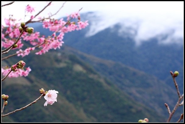 2013.02.16 桃園中巴陵‧櫻木花道