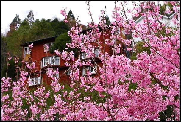 2013.02.16 桃園中巴陵‧櫻木花道