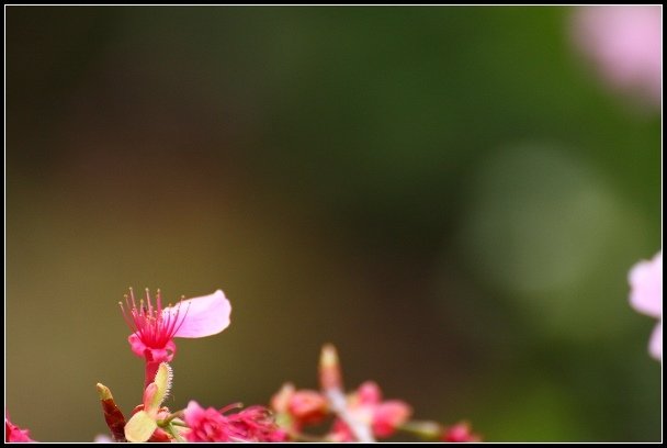 2013.02.16 桃園中巴陵‧櫻木花道