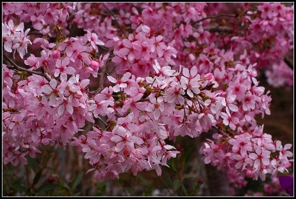 2013.02.16 桃園中巴陵‧櫻木花道