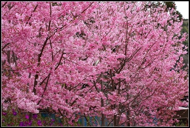 2013.02.16 桃園中巴陵‧櫻木花道